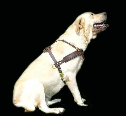 Labrador harness